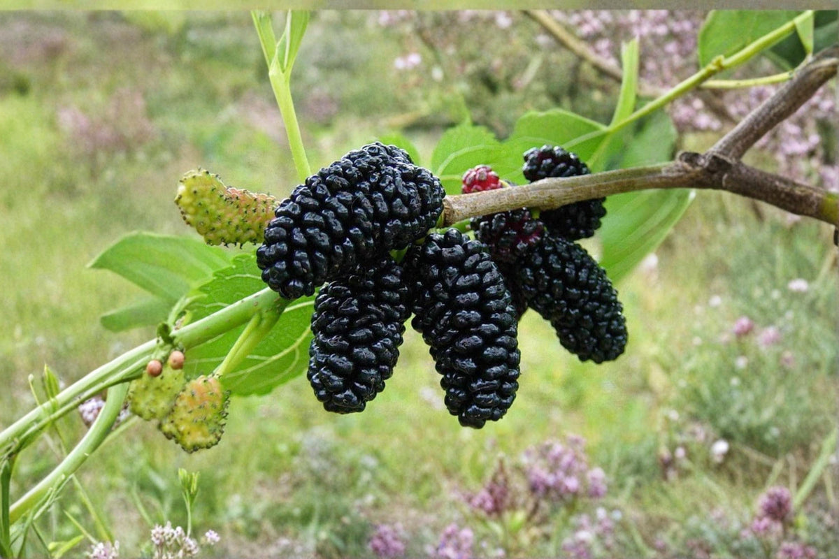 Black Mulberry Trees - 1-2 ft Tall Morus nigra Fruit Trees, Ornamental & Edible Shade Trees (Set of 2)
