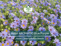 Aster AROMATIC Blue Purple Perennial Seeds, Fall Blooms, Fragrant, Heirloom, Non-GMO, Garden Flowers, Pollinator Attracting