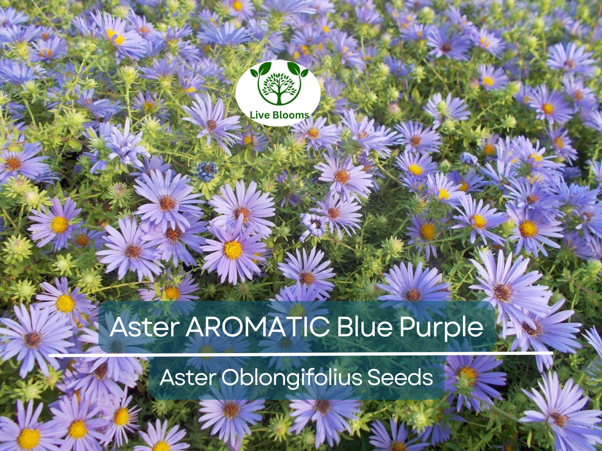 Aster AROMATIC Blue Purple Perennial Seeds, Fall Blooms, Fragrant, Heirloom, Non-GMO, Garden Flowers, Pollinator Attracting
