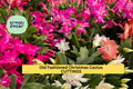 5 Old Fashioned Christmas Cactus Cuttings | Schlumbergera Bridgesii | Heirloom Holiday Cactus Starter | Easy Indoor Houseplant
