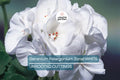 White Zonal Geranium Cuttings - 6" Live Plant, Flowering Perennial for Outdoor Gardens, USDA Zones 10-11