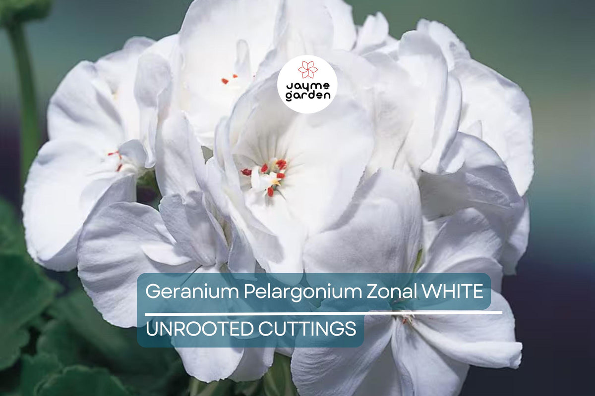 White Zonal Geranium Cuttings - 6" Live Plant, Flowering Perennial for Outdoor Gardens, USDA Zones 10-11