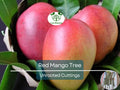 5 Red Mango Fruit Tree Scion Cuttings – Unrooted Grafting Propagation, Tropical Mango (Mangifera indica)