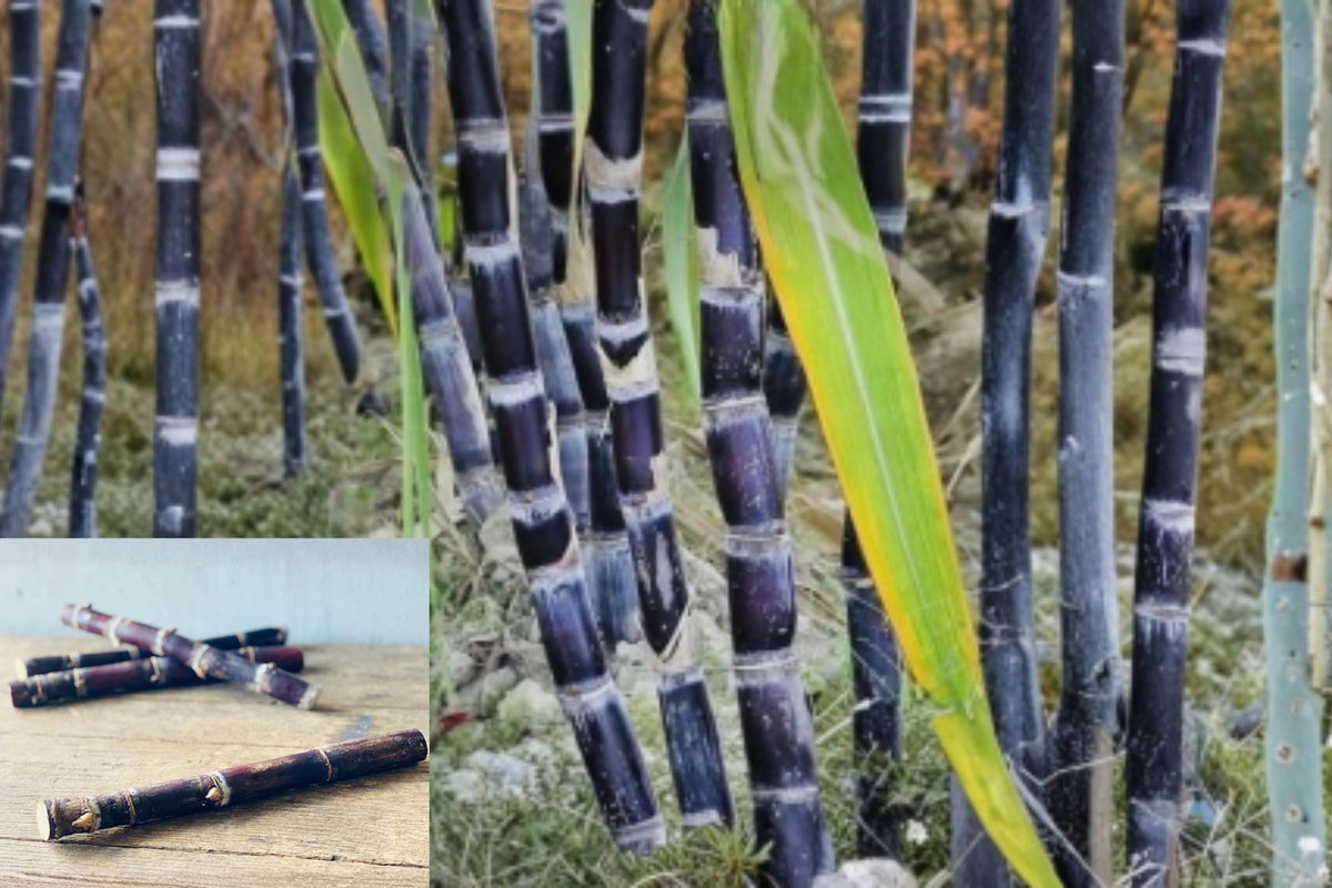 Purple Sugarcane Stalk 10 Inch Saccharum officinarum Tropical Grass for Planting & Display