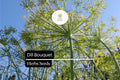 500 Seeds Bouquet Dill Anethum graveolens Aromatic Herb for Culinary, Pickling & Garden Use