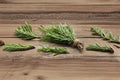 Rosemary Herb Seeds – 50 Viable Non-GMO Seeds for Culinary & Ornamental Use – Salvia rosmarinus