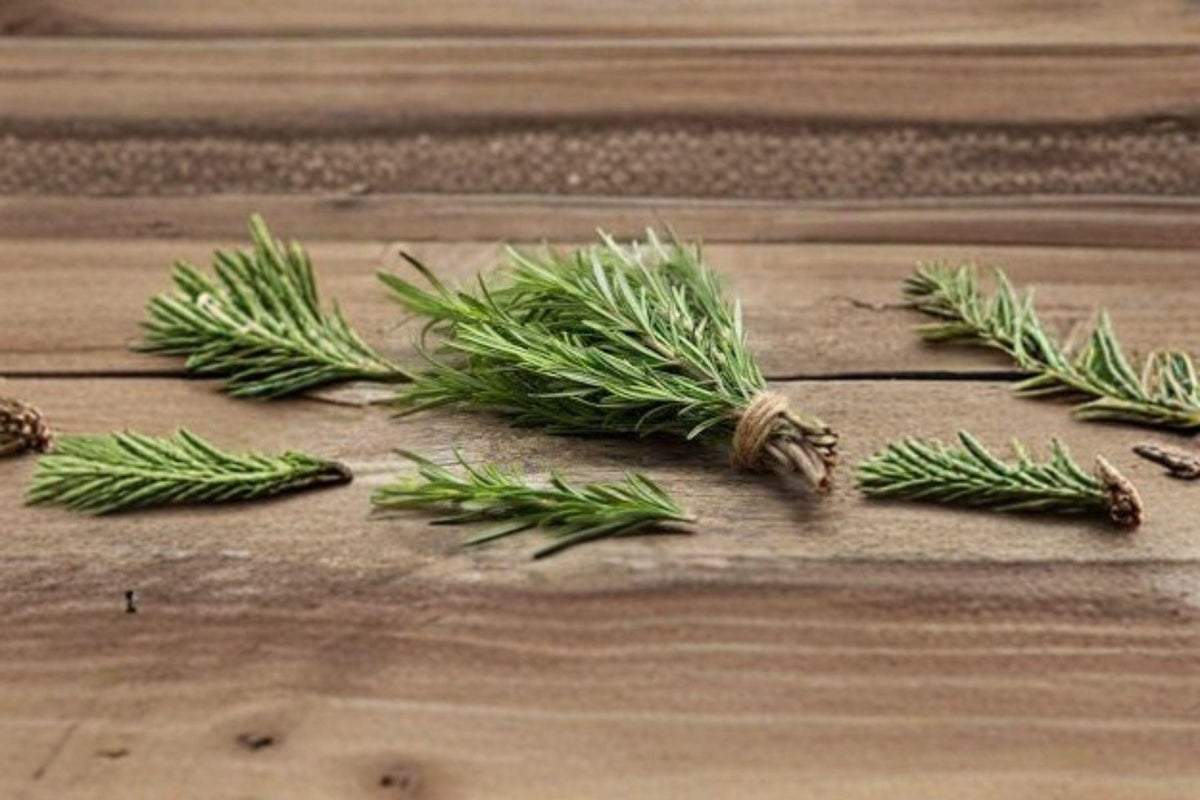Rosemary Herb Seeds – 50 Viable Non-GMO Seeds for Culinary & Ornamental Use – Salvia rosmarinus