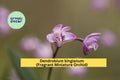 Dendrobium kingianum Miniature Orchid Plant with Pink-Purple Fragrant Blooms, Indoor Epiphytic Orchid, Easy Care