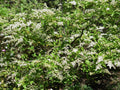 Chinese Privet Hedge Cuttings – Ligustrum sinense, Fast-Growing Privacy Bush, Unrooted Starts for Landscaping & Propagation