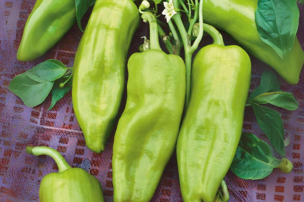 Cubanelle Sweet Pepper Seeds | Heirloom Non-GMO Capsicum annuum for Sautéing, Stuffing, and Salads