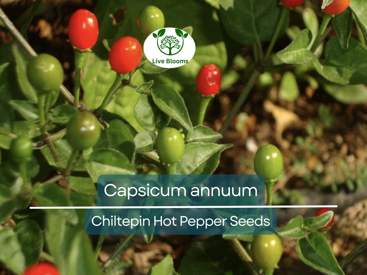 Chiltepin Hot Pepper Seeds – Capsicum annuum – Tiny, Fiery Chili for Salsas, Hot Sauces & Mexican Cuisine – 30 Seeds