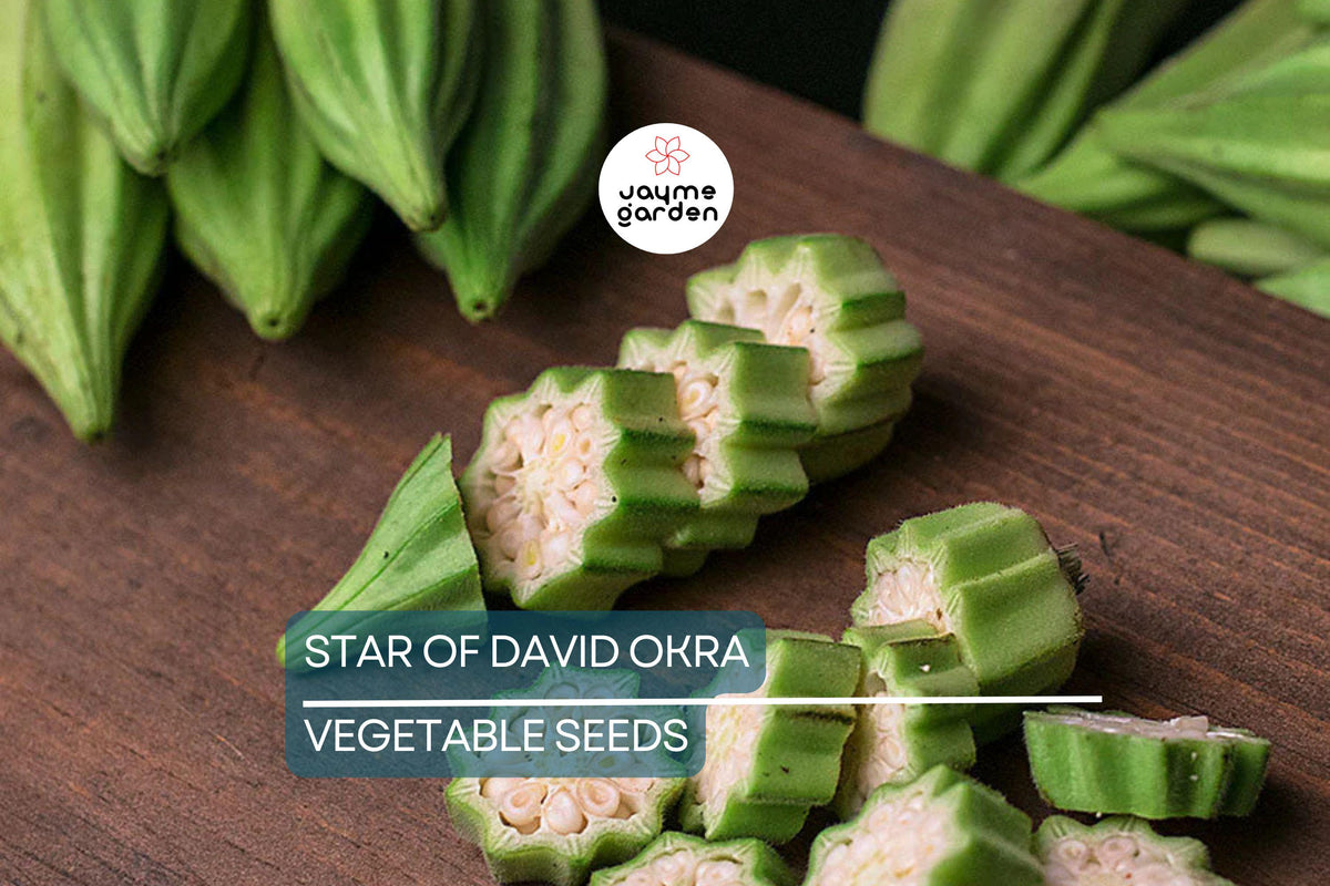 40 Star of David Okra Seeds – Heirloom Non-GMO, Unique Star-Shaped Pods, High-Yield Vegetable Seeds, Abelmoschus esculentus, USA Seller