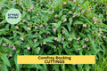 10x Comfrey Bocking 14 Root Cuttings – Non-Invasive Symphytum × uplandicum for Soil Building & Composting