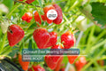 Quinault Everbearing Strawberry Plants – 25 Bare Root, Large Sweet Berries, Zones 4-9, Perennial, Fruit Garden, Home Gardening