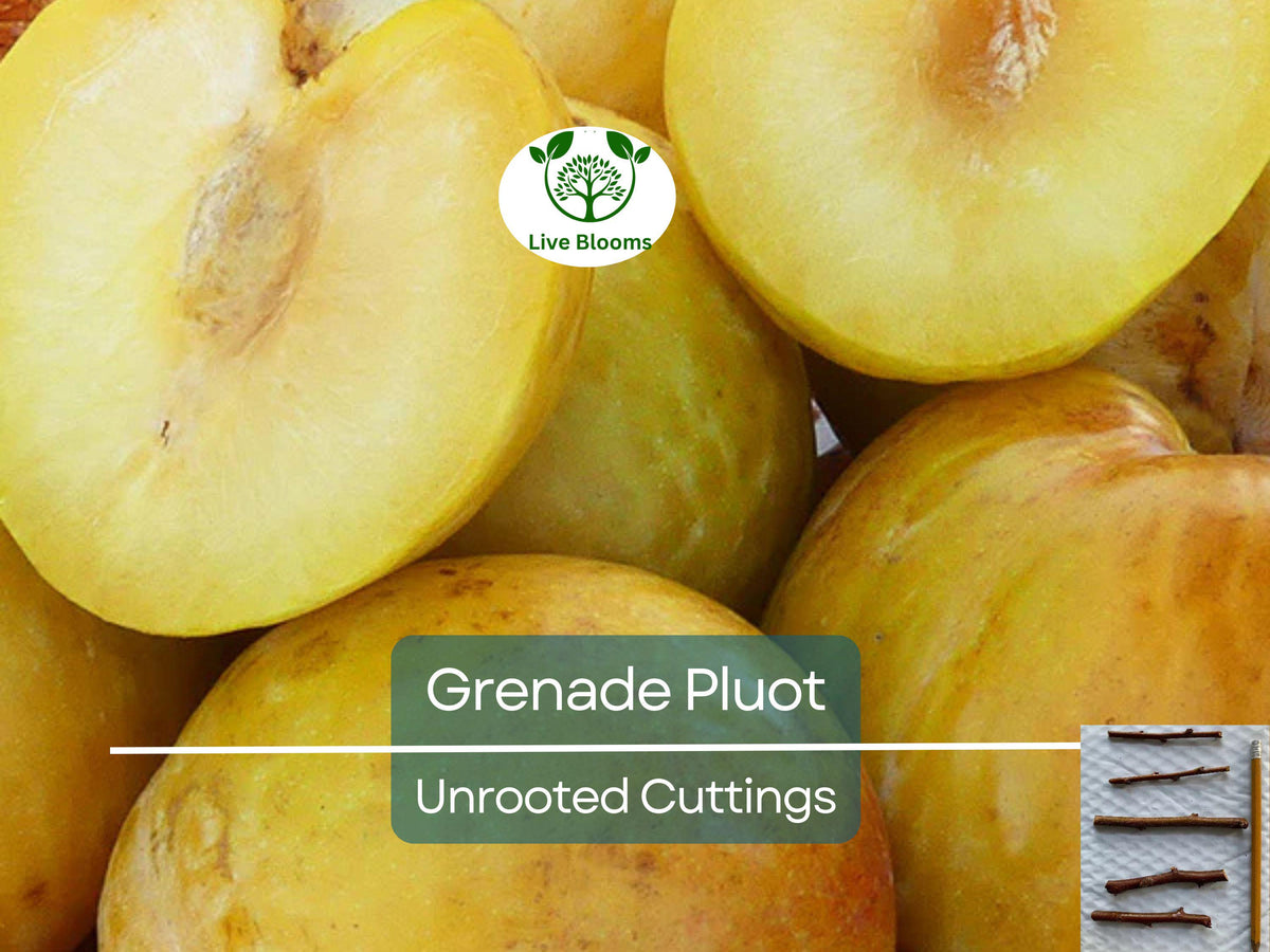 Grenade Pluot Unrooted Cuttings – 2-5 Inches, Hybrid Plum-Apricot, Easy to Grow, Juicy Fruit Tree Propagation, Perfect for Home Orchards