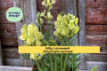 Silky Locoweed Seeds – 25 Native Perennial Wildflower Seeds – Drought-Tolerant, Pollinator-Friendly – Oxytropis sericea