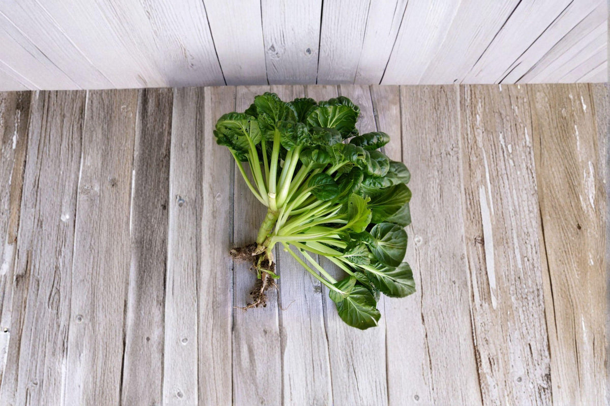 Pak Choi Tatsoi Seeds | Asian Leafy Green | Cold-Hardy, Fast-Growing Brassica rapa subsp. narinosa