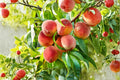 Contender Peach Tree - Bare Root 2 ft Tall Prunus persica Fruit Tree for Home Garden & Orchard