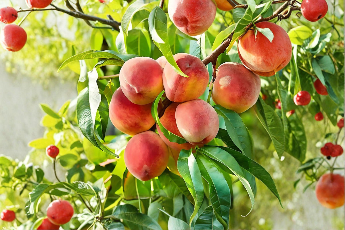 Contender Peach Tree - Bare Root 2 ft Tall Prunus persica Fruit Tree for Home Garden & Orchard