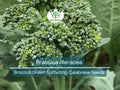 300 Seeds Broccoli Green Sprouting Calabrese Brassica oleracea Heirloom Vegetable Seeds for Gardening, Home Grow, Nutritious Harvest