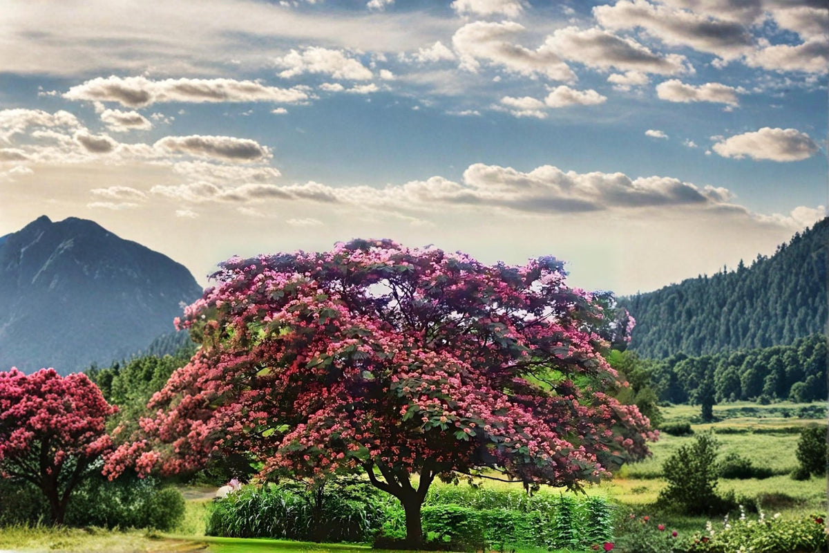 Pink Mimosa Tree Live Plant, 2ft Bare Root, Albizia julibrissin, Ornamental Silk Tree for Garden & Landscape
