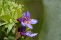 100 mg Penstemon rydbergii Seeds – Rydberg’s Beardtongue Perennial Wildflower for Native & Pollinator Gardens