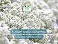 1000 Seeds Alyssum Snow Cloth White Ground Cover Non-GMO Drought & Deer Resistant Lobularia maritima