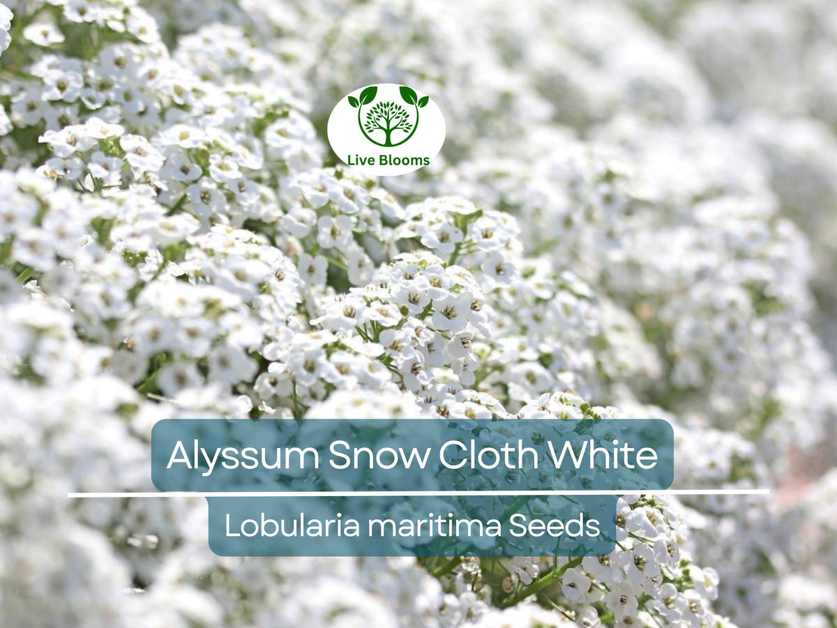 1000 Seeds Alyssum Snow Cloth White Ground Cover Non-GMO Drought & Deer Resistant Lobularia maritima