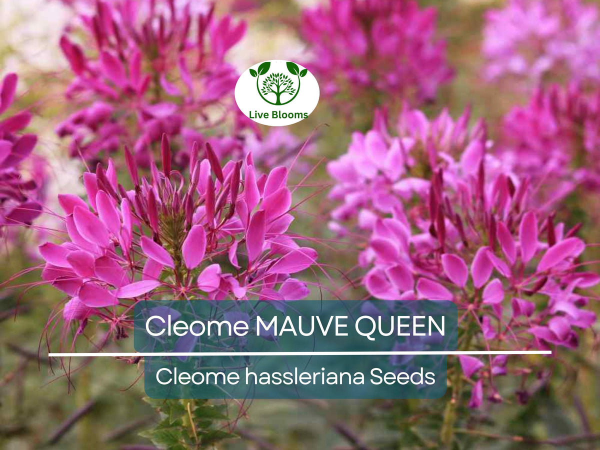 200 Seeds Cleome MAUVE QUEEN Spider Plant Non-GMO Pollinator-Friendly Flower Seeds for Fall Planting