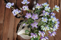 Claytonia virginica Wildflower Seeds – Spring Beauty, Native Woodland Flower, Early Blooming, Pollinator Friendly, 10 Seeds