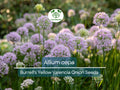 250 mg Burrell's Yellow Valencia Onion Seeds | Allium cepa Heirloom Vegetable Seeds for Gardening & Harvesting