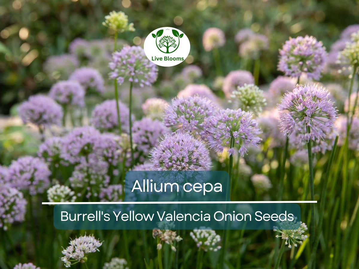 250 mg Burrell's Yellow Valencia Onion Seeds | Allium cepa Heirloom Vegetable Seeds for Gardening & Harvesting