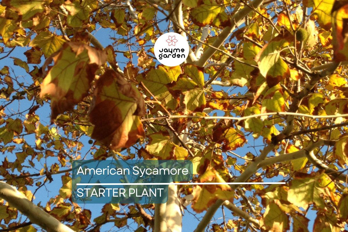 American Sycamore Tree Starter Plant - Bare Root 2-3 Feet Tall, Fast-Growing Shade Tree, Platanus occidentalis, Zones 3-9