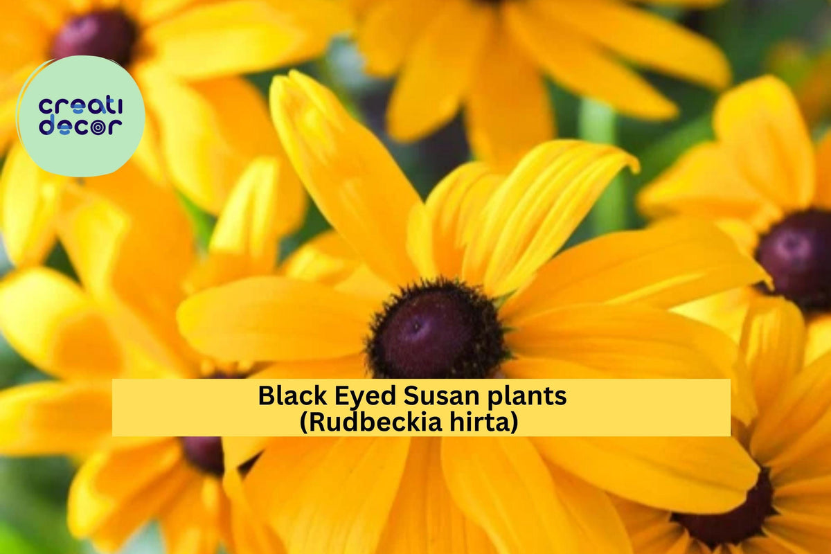 Black Eyed Susan Live Plants – Lot of 6 Bare Root Rudbeckia Hirta Perennial Wildflower with Golden Blooms for Garden, Borders, and Pollinator Attraction