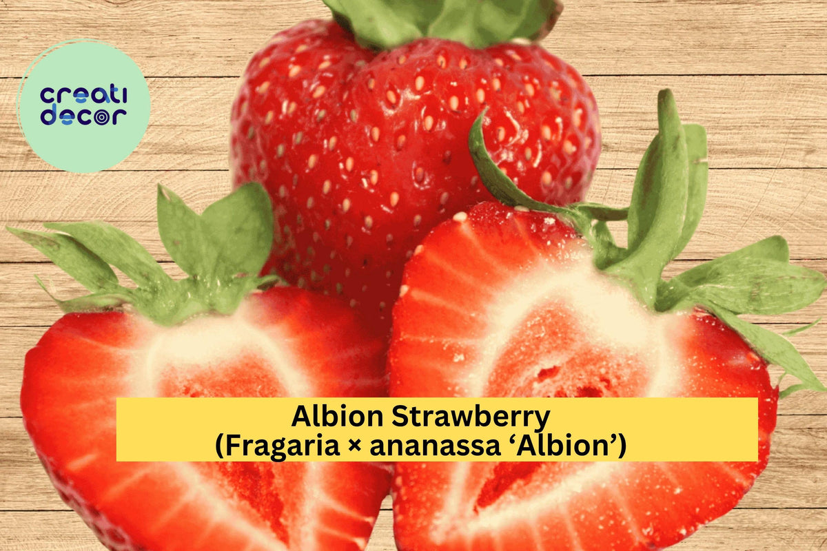 Albion Strawberry Roots – Bare Root Day-Neutral Everbearing Fragaria × ananassa ‘Albion’ for Garden or Container Cultivation