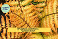 Dryopteris ‘Jurassic Gold’ Live Fern – Perennial Shade Plant with Golden Foliage, Hardy Fern for Woodland Gardens & Containers