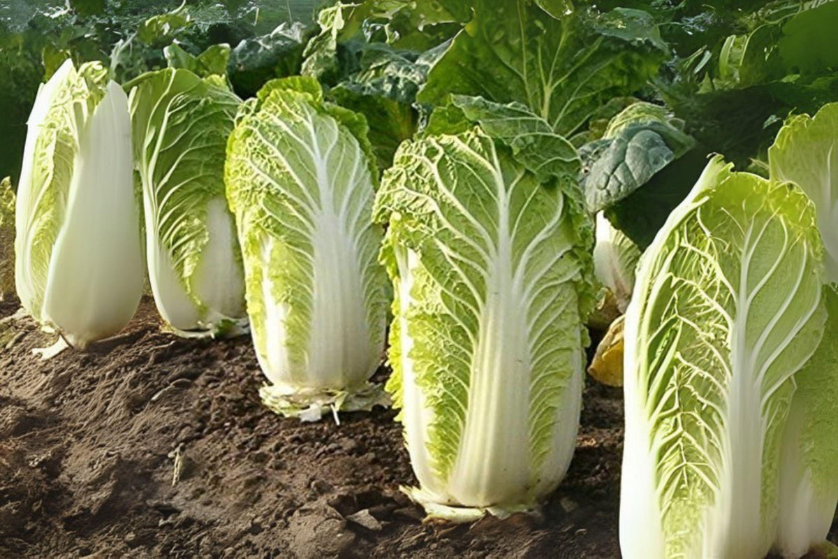 Chinese Cabbage Kogane Seeds – Asian Heirloom, Compact, Green Leaves, Brassica rapa subsp. pekinensis, Home Garden, 150 Pack