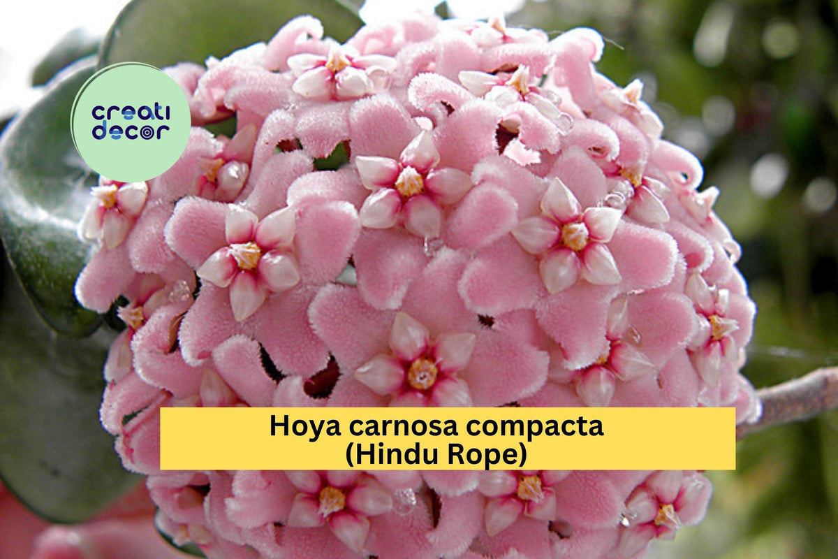 Hoya carnosa compacta Hindu Rope Bare Root Plant | 6+ Inch Indoor Vine with Curled Waxy Foliage | Krinkle Kurl Wax Plant