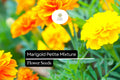 Marigold Seeds Petite Mixture, Compact French Marigolds, Vibrant Orange Yellow Red Blooms, Tagetes patula, Garden & Container Planting