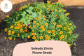 100+ Soleado Zinnia Seeds – Bright Yellow Non-GMO Annual Flowers for Garden & Cut Flowers – Zinnia elegans
