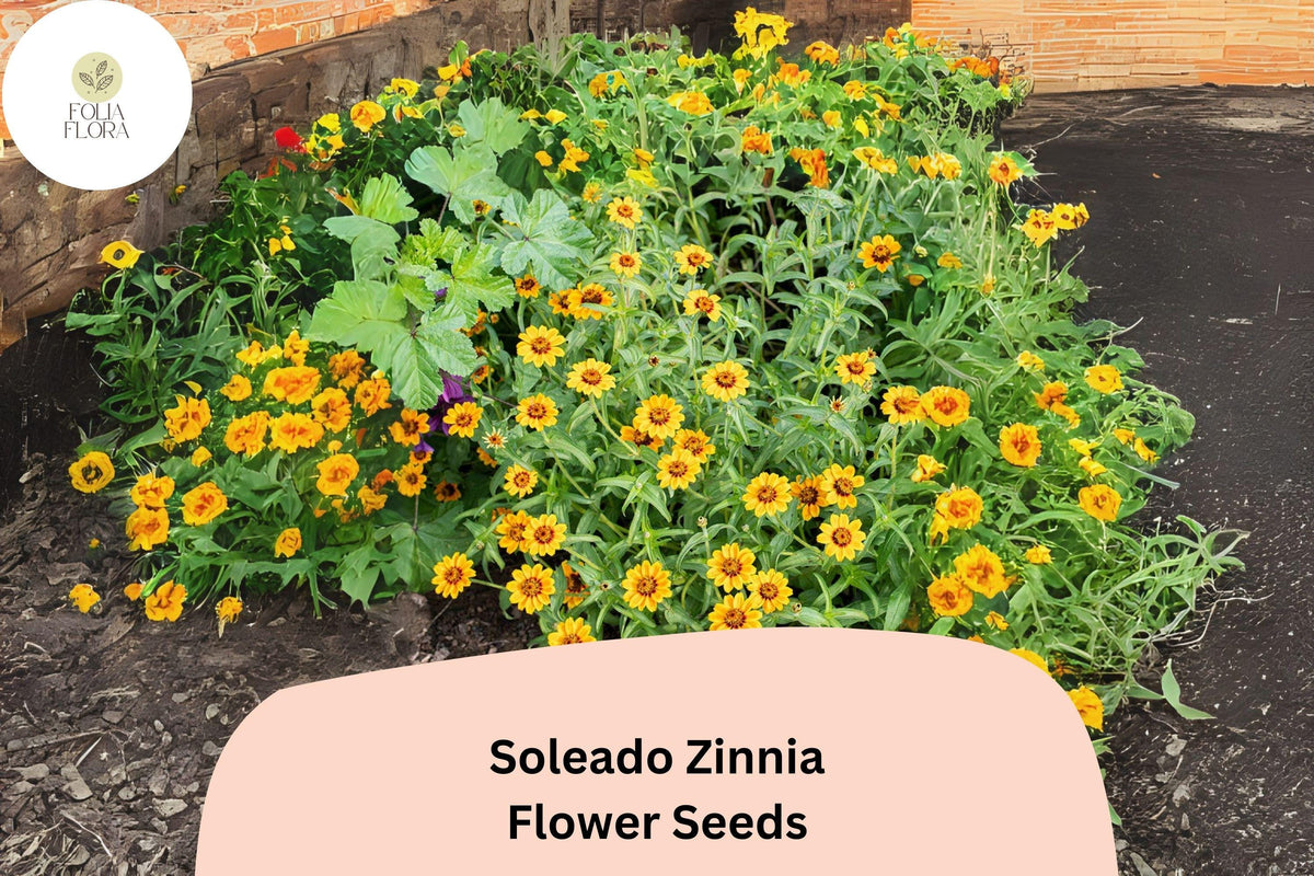 100+ Soleado Zinnia Seeds – Bright Yellow Non-GMO Annual Flowers for Garden & Cut Flowers – Zinnia elegans