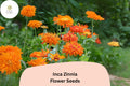 100+ Inca Zinnia Seeds – Golden Orange Blooms for Summer Garden & Cut Flowers – Zinnia elegans
