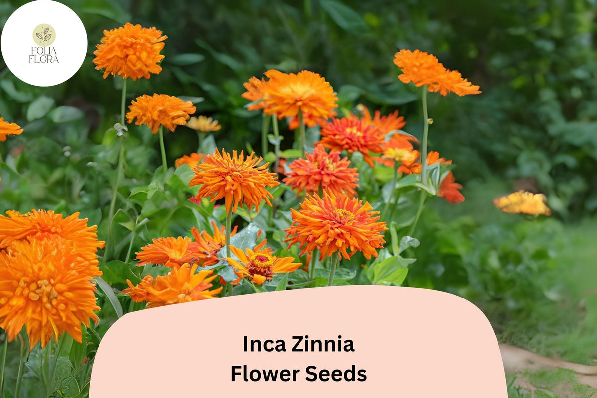 100+ Inca Zinnia Seeds – Golden Orange Blooms for Summer Garden & Cut Flowers – Zinnia elegans