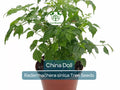 15 Radermachera sinica Seeds | China Doll Tree, Exotic Indoor Houseplant, Bonsai Potential, Non-GMO, Decorative Tropical Foliage