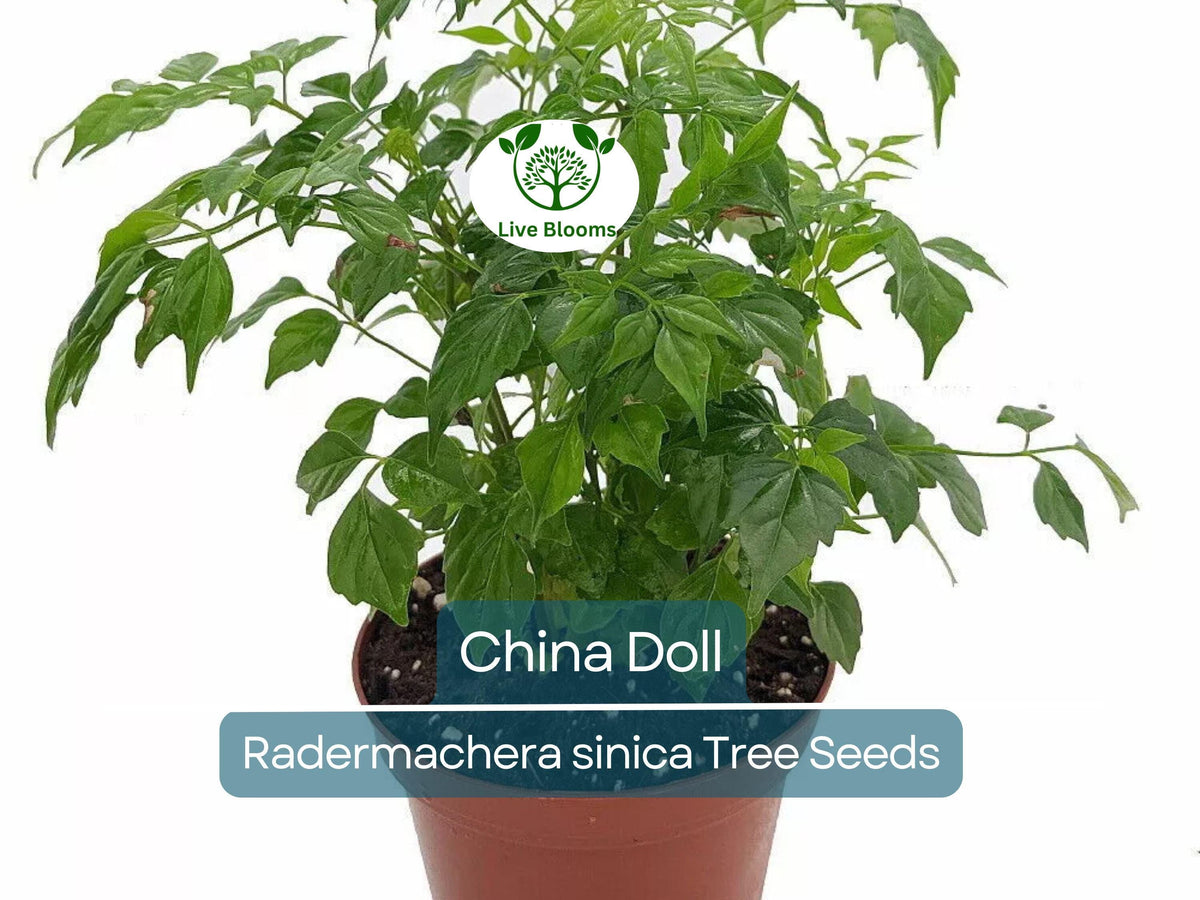 15 Radermachera sinica Seeds | China Doll Tree, Exotic Indoor Houseplant, Bonsai Potential, Non-GMO, Decorative Tropical Foliage