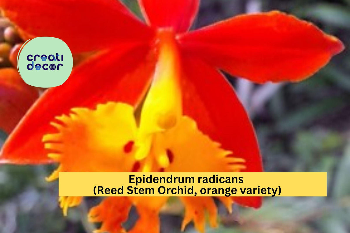 Epidendrum radicans Reed Stem Orchid Bare Root Orange Perennial Indoor Outdoor Plant