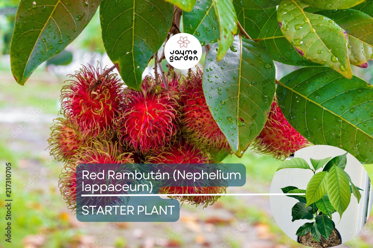 Red Rambutan Tree Starter Plant – Live Nephelium lappaceum with Vibrant Red Spiky Fruits, Exotic Tropical Fruit Tree