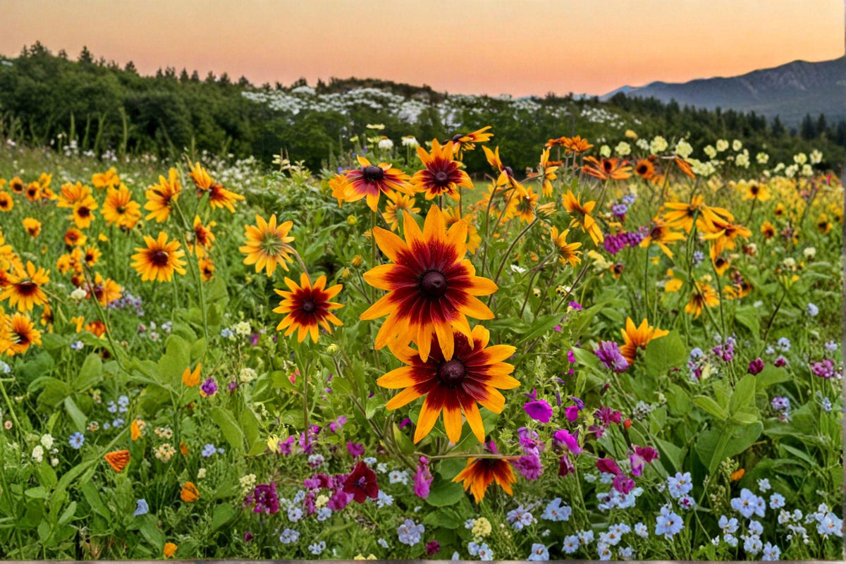 Gloriosa Daisy Seeds – Rudbeckia hirta, 300 Viable Annual Flower Seeds for Bright, Pollinator-Friendly Blooms in Gold, Red & Bronze