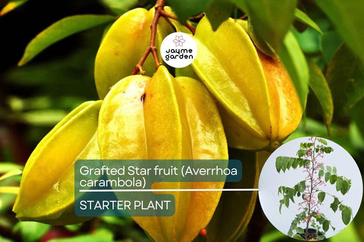 Grafted Star Fruit Tree 24-36" | Tropical Averrhoa carambola with Star-Shaped Fruit, Fast Growing, Easy Care