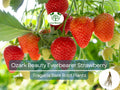 25 Ozark Beauty Everbearer Strawberry Bare Root Plants | Fragaria × ananassa | Heirloom, Sweet, Hardy Fruit Garden Starter